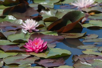 Water Lilies