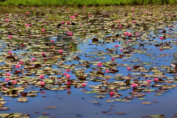 Water Lilies