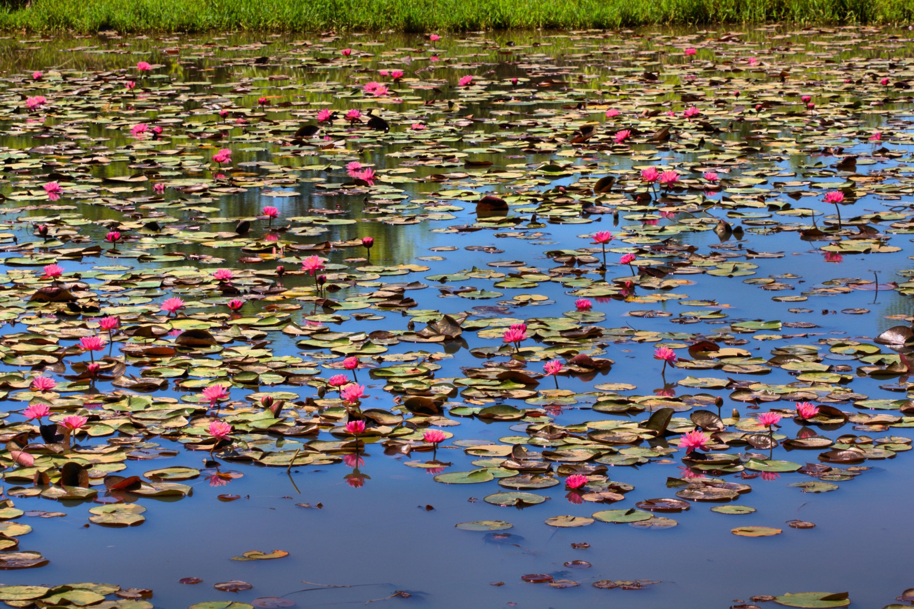 Lilypons Water Garden Henry Hartley