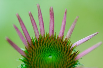 Echinacea purpurea (Purple Coneflower)