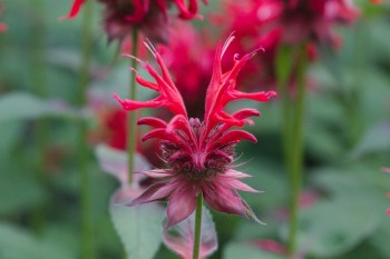 <em>Monarda didyma</em> (Crimson Beebalm)