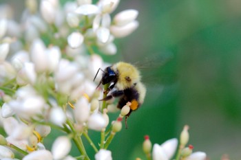 Bumble Bee on Nandina