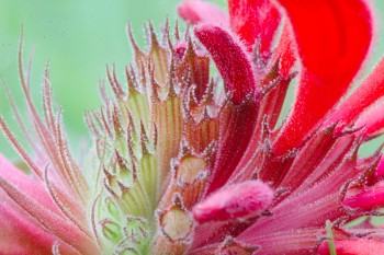 <em>Monarda</em> Up Close