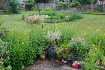 Flowers In The Rain