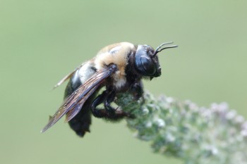 <em>Xylocopa virginica</em> (Eastern Carpenter Bee, Female)
