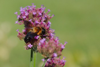 <em>Megachile sculpturalis</em> (Sculptured Resin Bee)