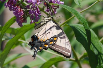 <em>Papilio glaucus</em> (Eastern Tiger Swallowtail)