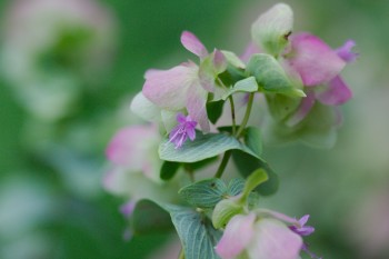 Origanum ‘Kent Beauty’