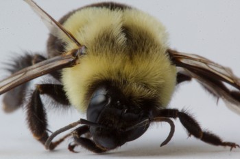Dead Bumble Bee