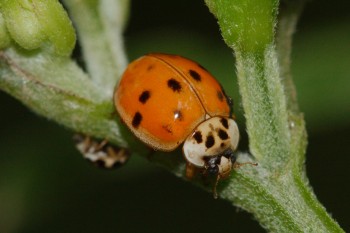 Harmonia axyridis (Multicolored Asian Lady Beetle)