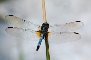 Pachydiplax longipennis (Blue Dasher)