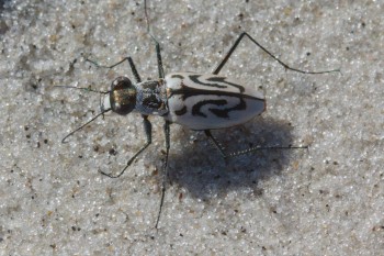 Habroscelimorpha dorsalis (Eastern Beach Tiger Beetle)