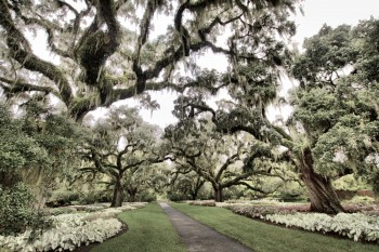 Live Oak Allee, Brookgreen Gardens