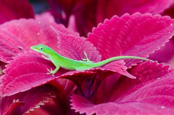 Carolina Anole (<em>Anolis carolinensis</em>)