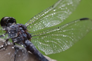 Wet Wings