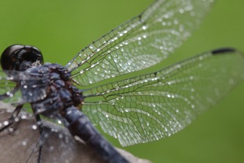 Wet Wings