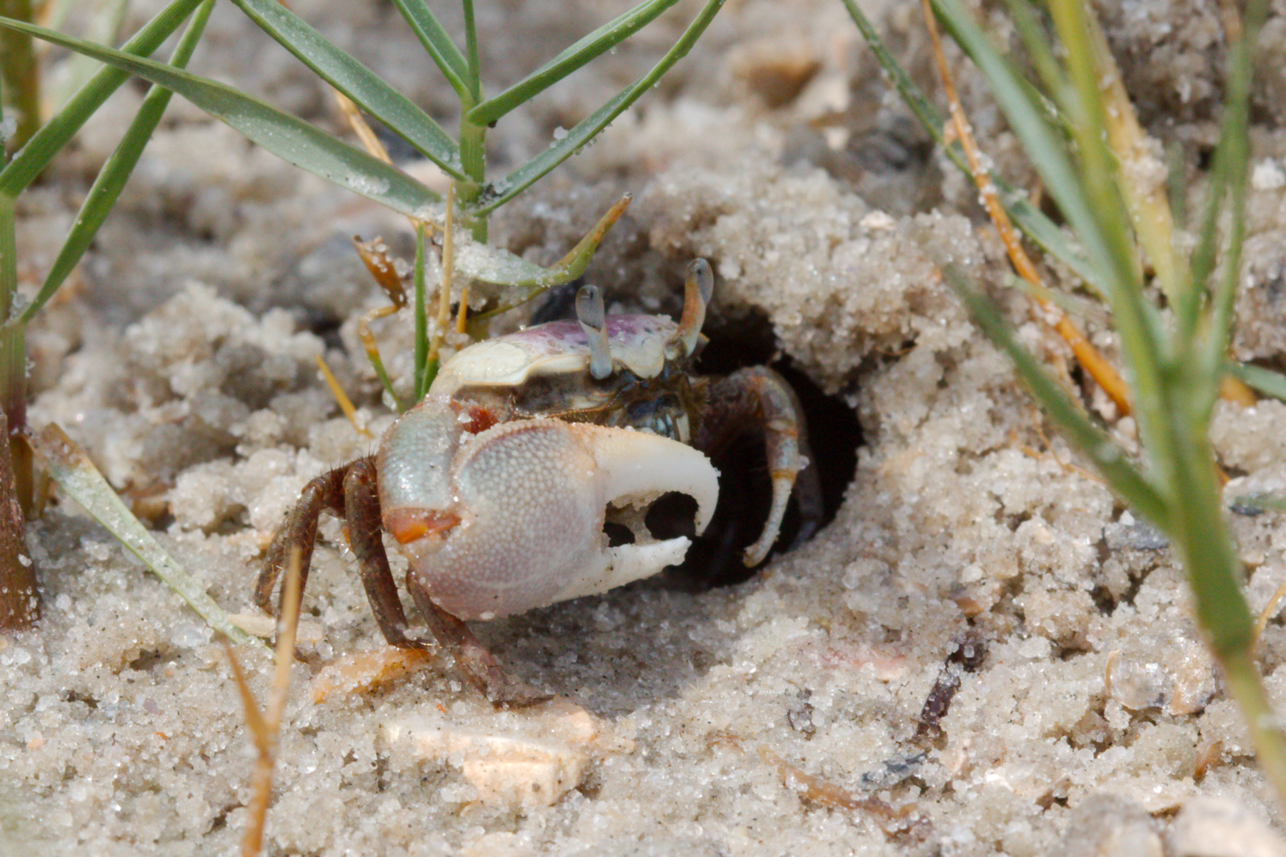 Atlantic Sand Fiddler Crab (Uca pugilator)