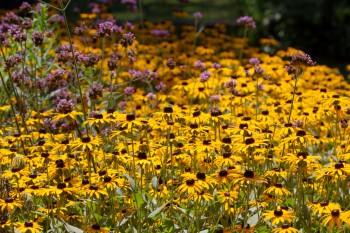 Black-eyed Susans and <em>Verbena bonariensis</em>