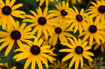 Black-eyed Susans