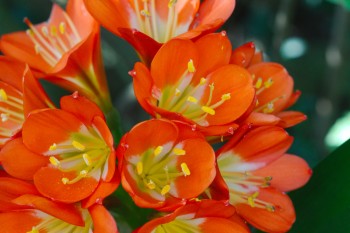 Clivia