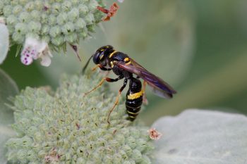 Philanthus gibbosus (Beewolf)