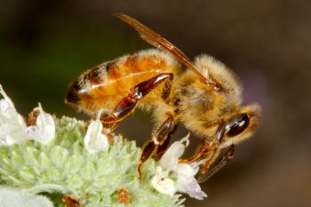 European Honey Bee (Apis mellifera)