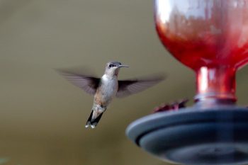 Ruby-throated Hummingbird (Archilochus colubris)