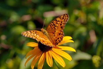 Euptoieta claudia (Variegated Fritillary)