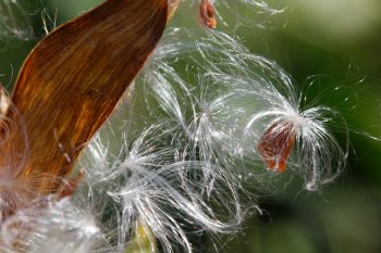 Asclepias Seeds