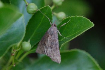 Hypena scabra (Green Cloverworm Moth)