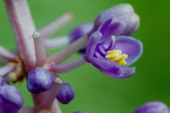 Liriope Flowers