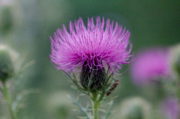 Thistle (and Friend)