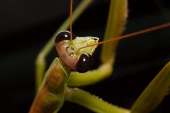 Tenodera sinensis (Chinese Mantis)