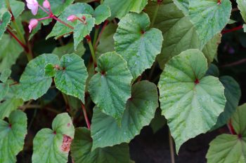 Hardy Begonia