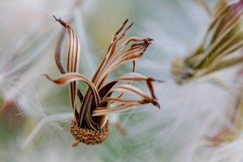 Canada Thistle