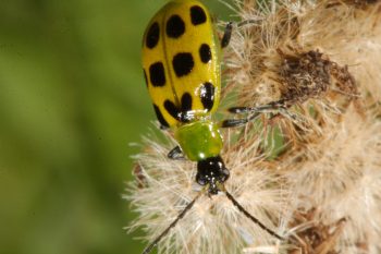 Diabrotica undecimpunctata (Spotted Cucumber Beetle)