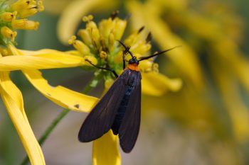 Cisseps fulvicollis (Yellow-collared Scape Moth)