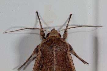 Mythimna unipuncta (Armyworm Moth)