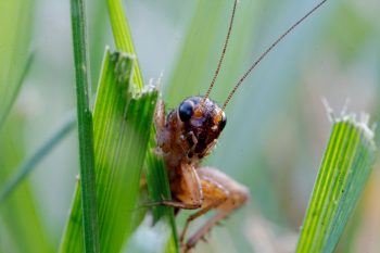 Field Cricket