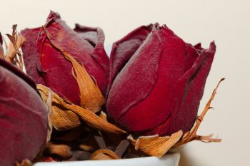 Dried Rosebuds