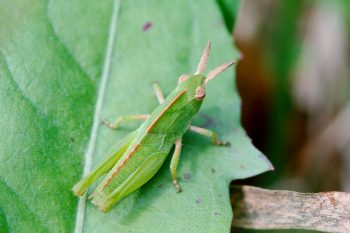 <em>Chortophaga viridifasciata viridifasciata</em> (Northern Green-striped Grasshopper)