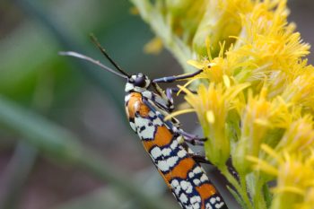 Atteva aurea (Ailanthus Webworm Moth)