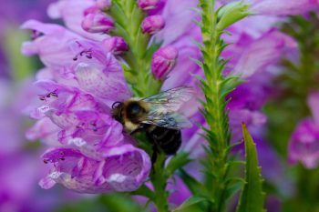 Bumble Bee and Obedient Plant