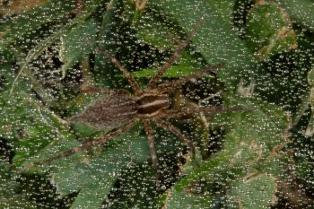 Agelenidaea (Funnel Weaver)