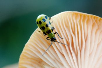 Spotted Cucumber Beetle (Diabrotica undecimpunctata) On Mushroom