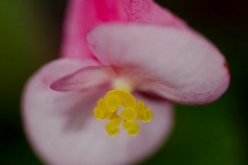 Begonia Flower