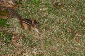 Eastern Chipmunk (Tamias striatus)