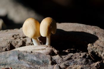 Tiny Mushrooms