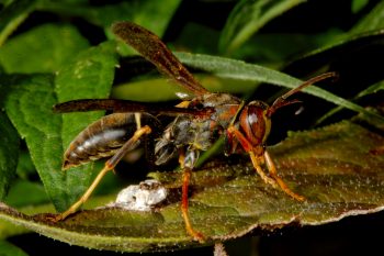 Paper Wasp