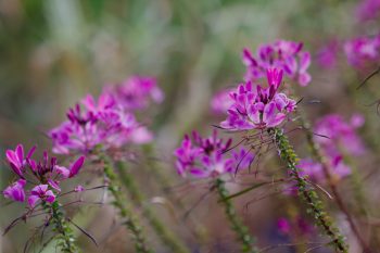 Cleome 'Señorita Rosalita'